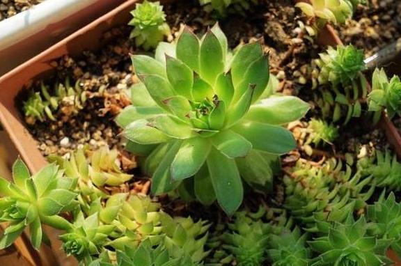 瓦松老一辈的回忆，喜在8、9月开花，盆栽得抓住4个细节