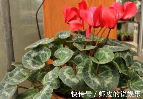 11月逛花市，看到4种花抓紧买，学会这样养，春节能开花爆盆