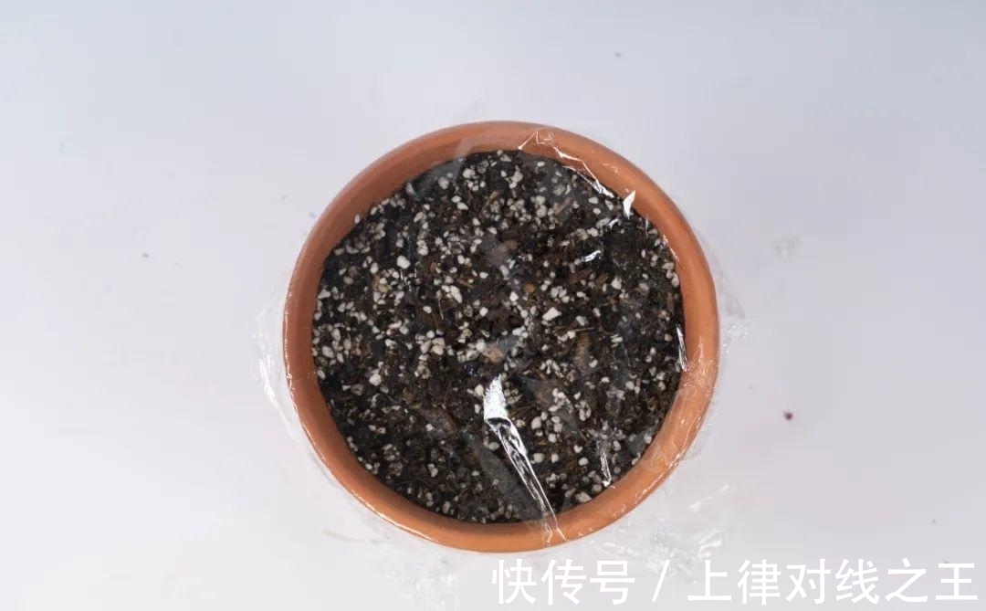 长筒花是“室内花量王者”,没光也能开爆盆,阳台党福音