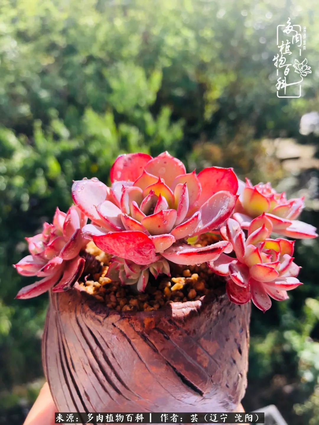 血罗|万物皆有灵性，一年四季有多肉陪伴真好！