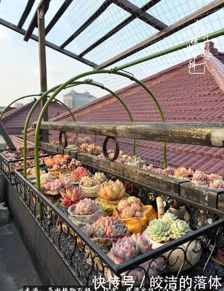 阳光露台多肉,天时地利人和!美肉知时节,当春乃发生!