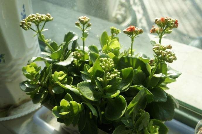 休眠期|长寿花夏天进入休眠期,怎么养,让它下次开花更多更好