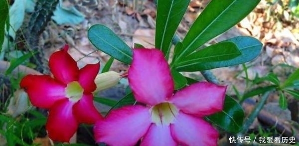 沙漠玫瑰,掌握这些,长得既好看,又霸气