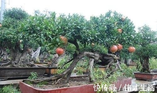 这6种盆栽不用买，水果吃完丢水里泡7天，30天后乐开花！