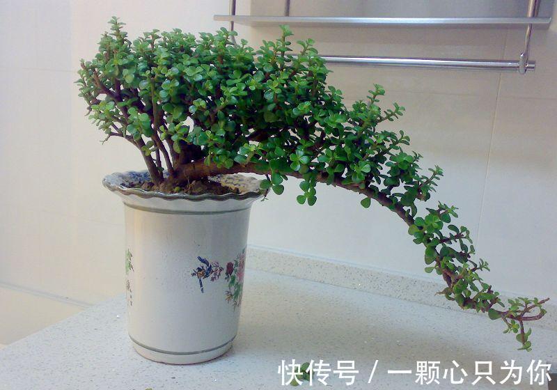 公认好养的5种花,能活一百年,开花吉利带仙气,越养越值钱