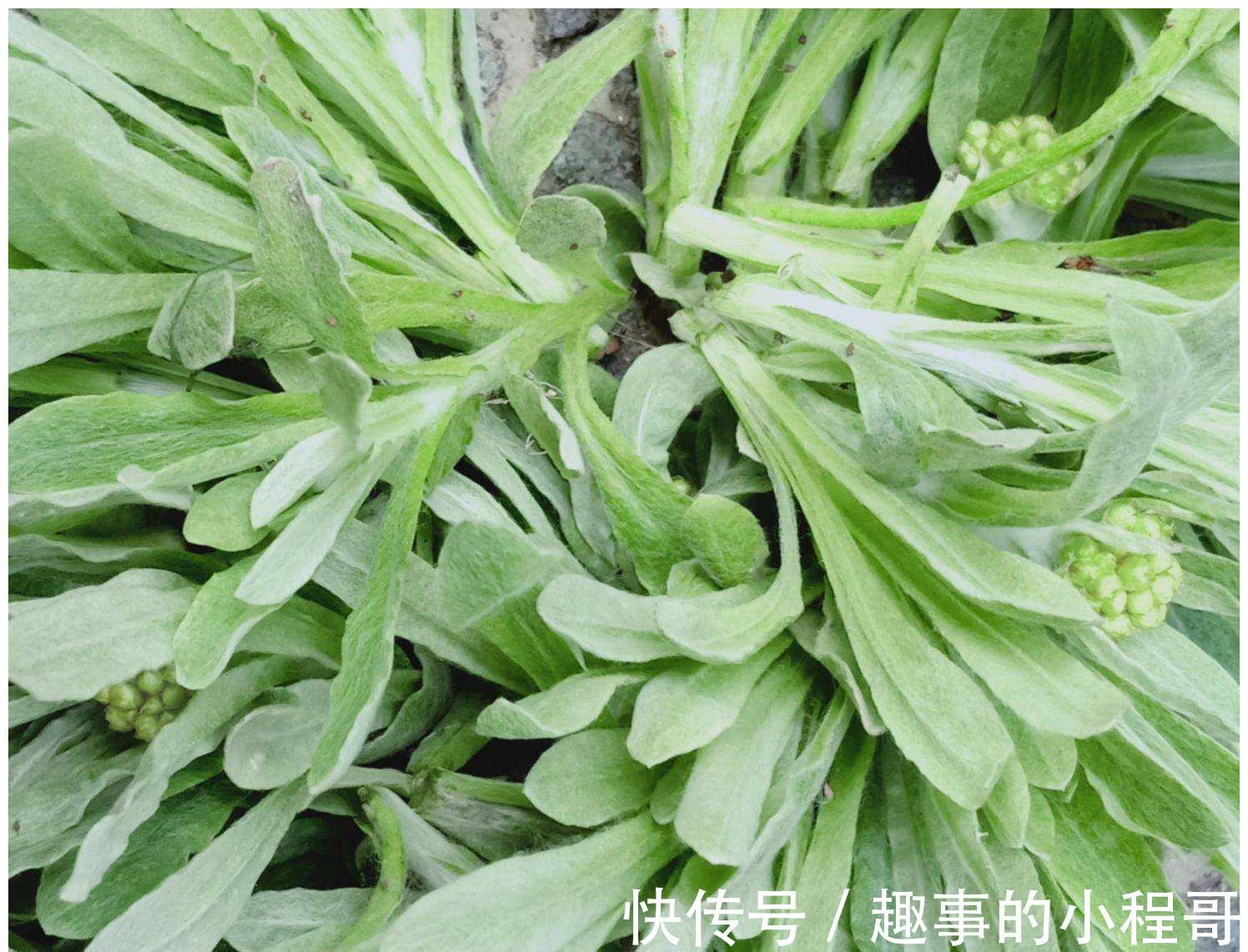草本植物|农村7种野菜,在南方冬季可以采挖来吃,你都吃过几种?不要错过