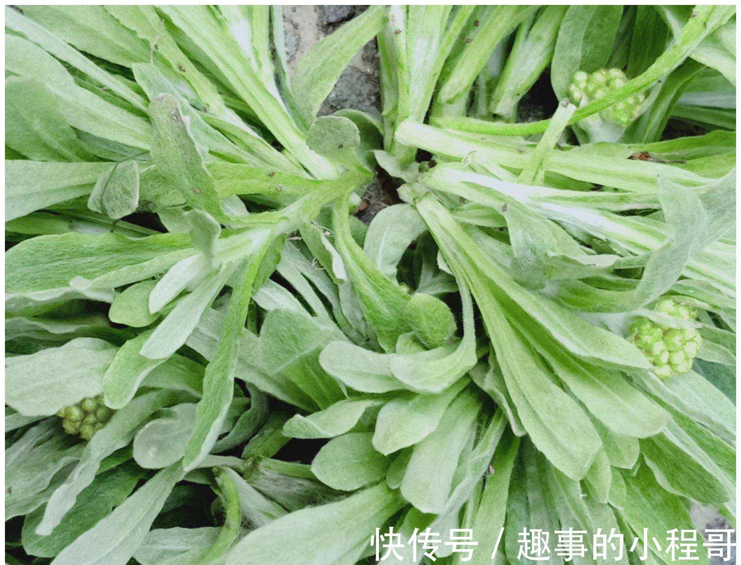 草本植物|农村7种野菜，在南方冬季可以采挖来吃，你都吃过几种？不要错过