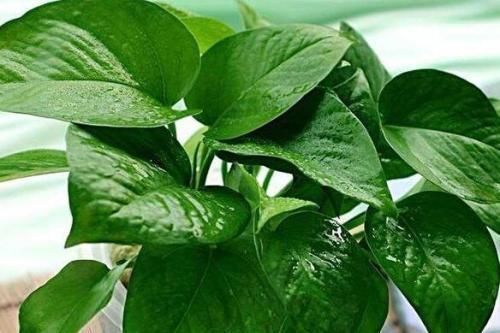 家家都有的1种水,用来浇花,连施肥都省了,养啥旺啥