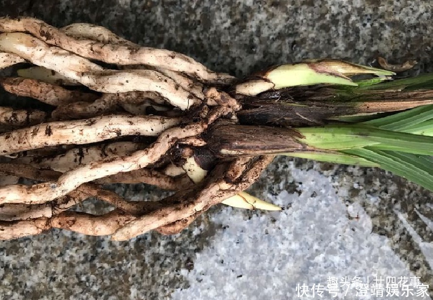 网购兰花服盆难,关键在于上盆前,简单4步服盆快,不僵苗发芽多