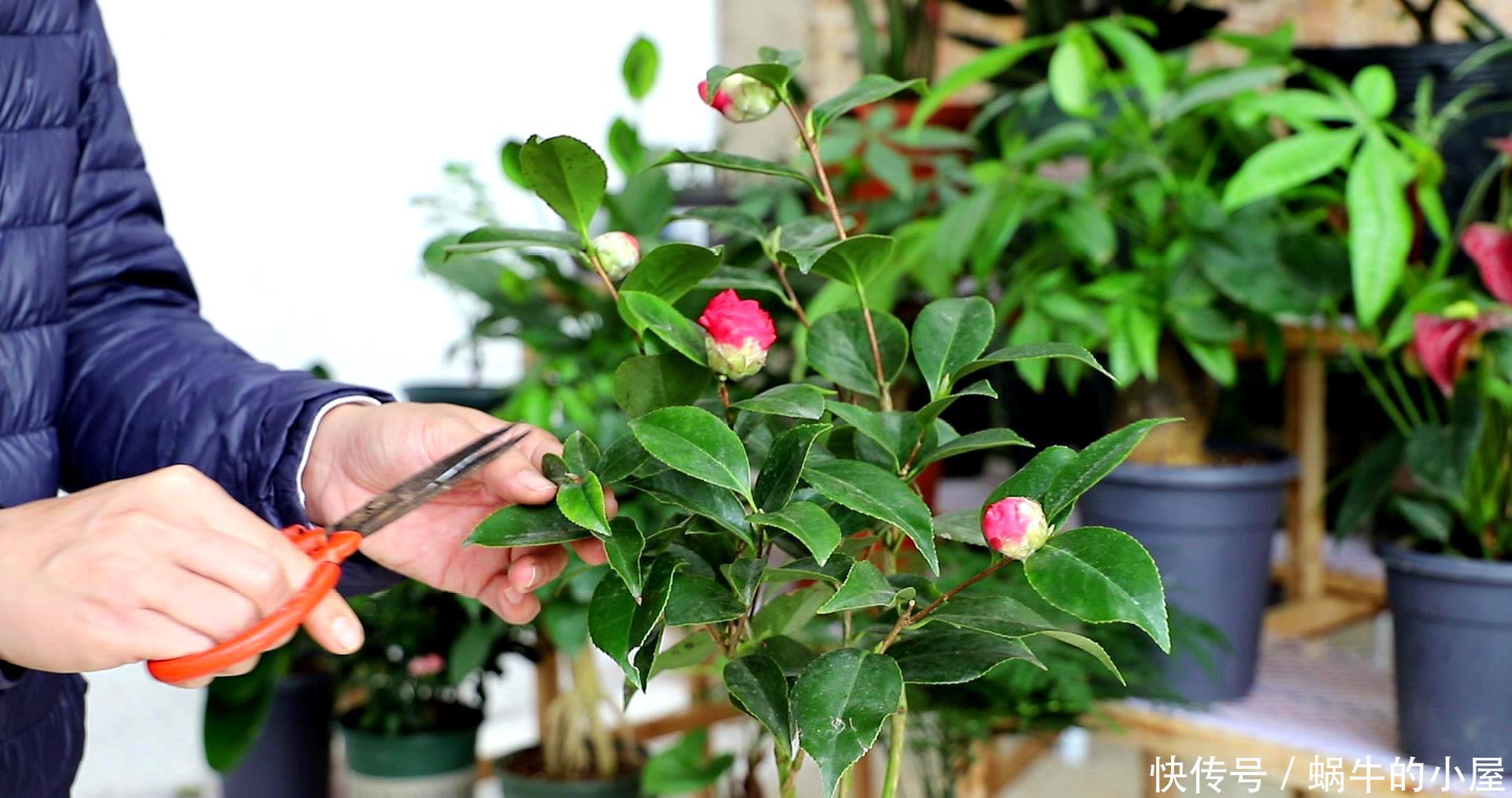 茶花开完花，正待修剪时，春天狠剪，夏秋冬莫动，花苞才满枝