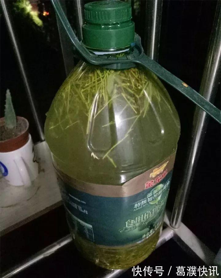 它是天然“生根剂”,给花浇一点,根系壮猛发芽!