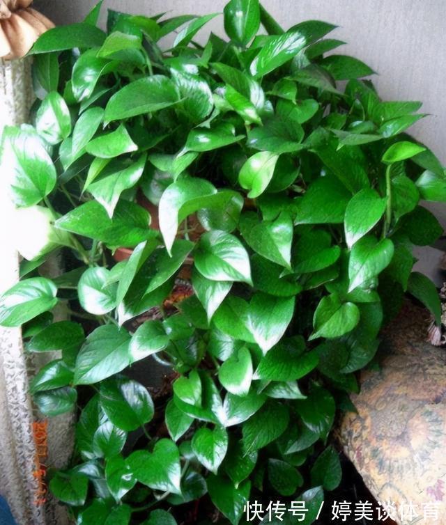 肥料|绿萝总黄叶烂叶,都是“太勤”惹的祸,因为养绿萝一定要“懒”