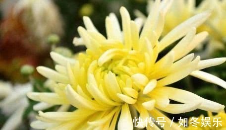 长寿|人到中年想长寿,三种食物换着吃,清肠排毒,预防便秘,延缓衰老