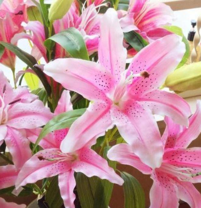 花色|最适合新手养的4种花，名字好听花更美，越养越上瘾，你养了吗？