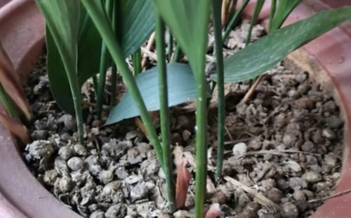 肥力|作为养花人，有机会就多收集些它们，看着不起眼却全是好东西