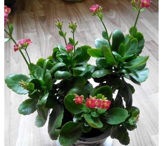 长寿花光长叶子|长寿花光长叶子不开花,只需喷点以下的它,叶片油绿,花苞猛爆盆