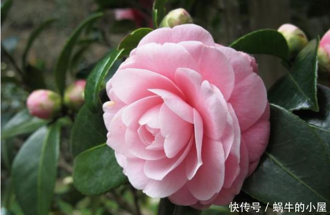 花苞|此3种花剃头正当时,现在剃的好,秋冬开花早