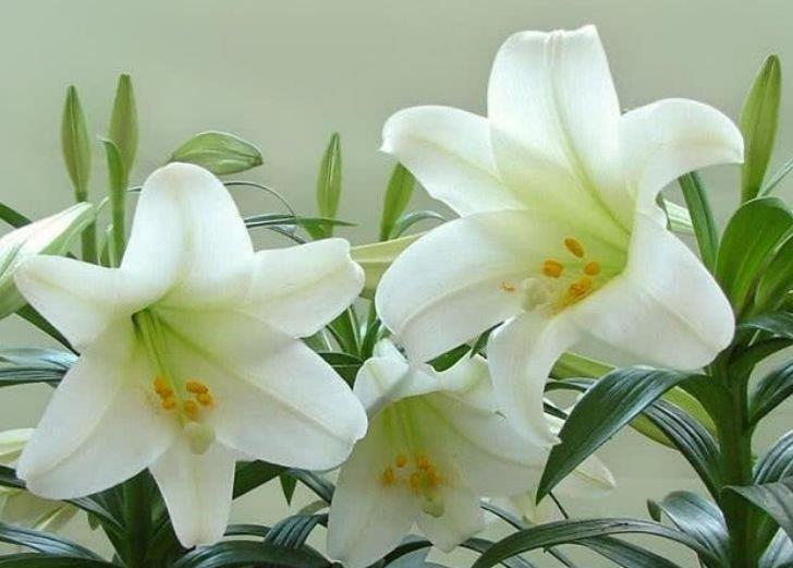 仙气|家养4种“招财花”,花色艳丽,仙气十足,谁见了都想养!