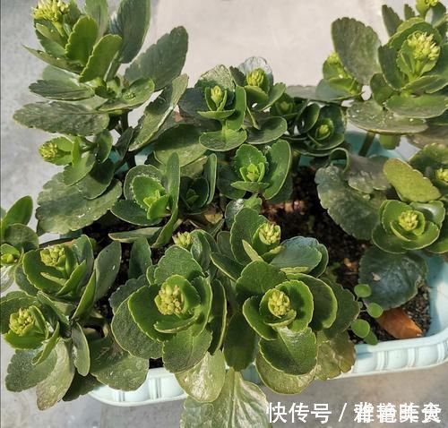 冬天养长寿花,用3个小方法催催花,花团锦簇,色泽鲜艳