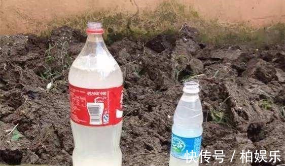 啤酒|君子兰“会浇水”就养得好,这2种水换着来,叶子绿得亮眼睛