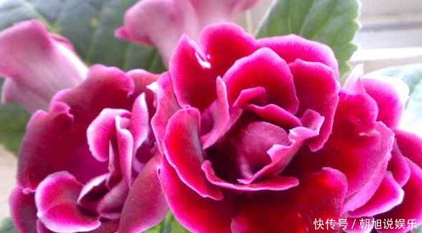 好养|新手养护花卉,就养比玫瑰好养,比牡丹红艳的花卉,全年开花