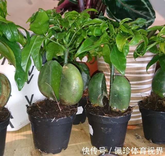 分享9种有格调的“旺财花”,除了好看,还吉祥,寓意财源滚滚