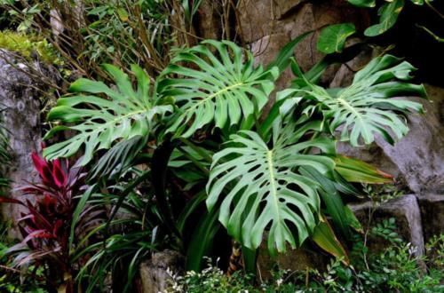 喜阴|6种花天生“喜阴”,明亮光照就能长得绿油油,晒太阳会黄叶!