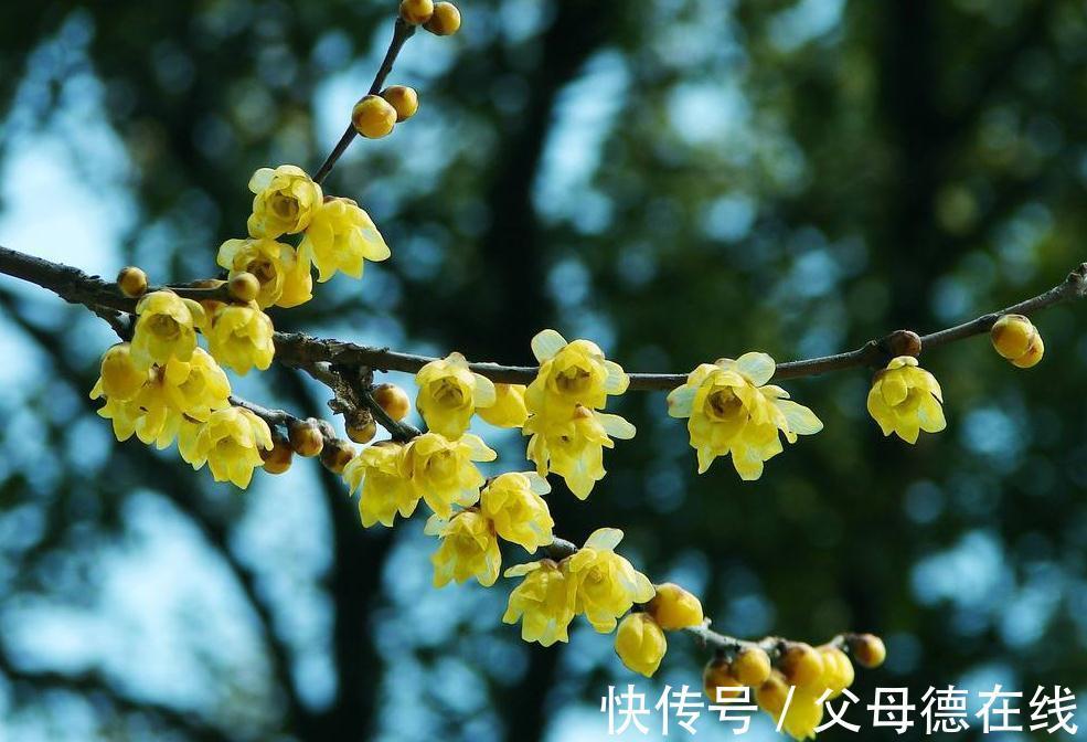 花谚|养腊梅的经验,也谈谈品种,养护和梅龟