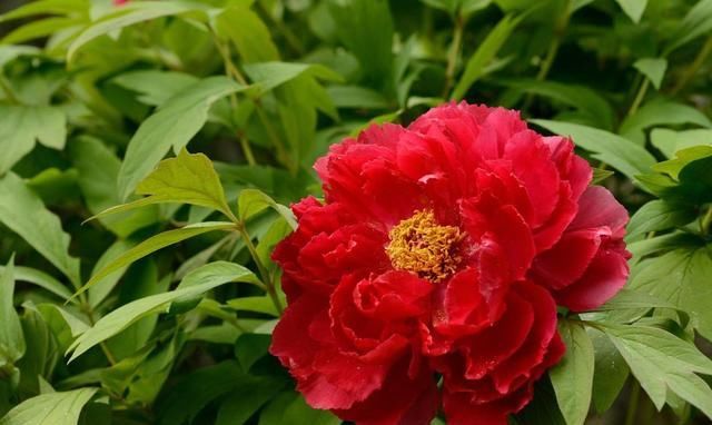 新年买两种花，花开富贵吉祥如意，年味十足