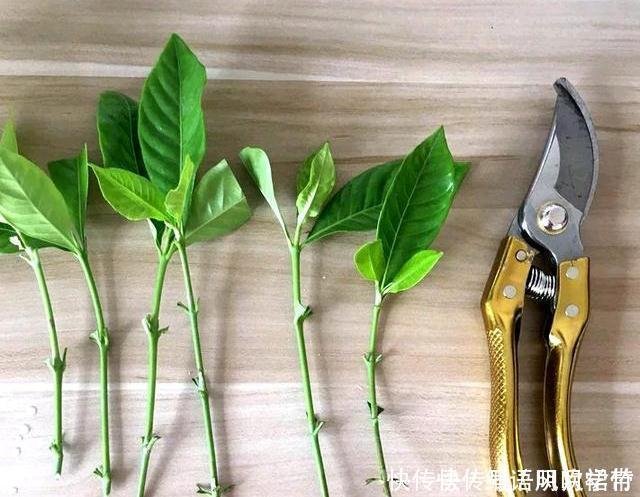 阳台养此3种花太合适,不但漂亮,繁殖还容易,一年就成养花大户