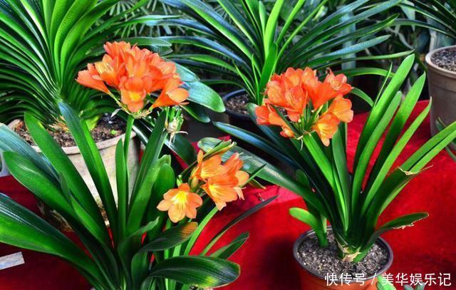 花盆|养君子兰有“六怕”,你知道吗?新手一定要避开