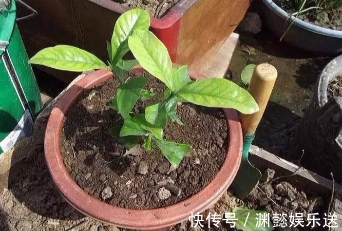 万能的浇水“神器”,只需一根小吸管,专治各种烂根烂叶!