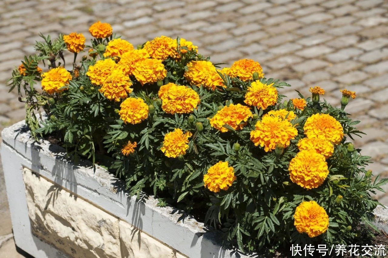 栽种|旧土养花注意4点，避免有病虫残留，有三类花不适合用旧土养