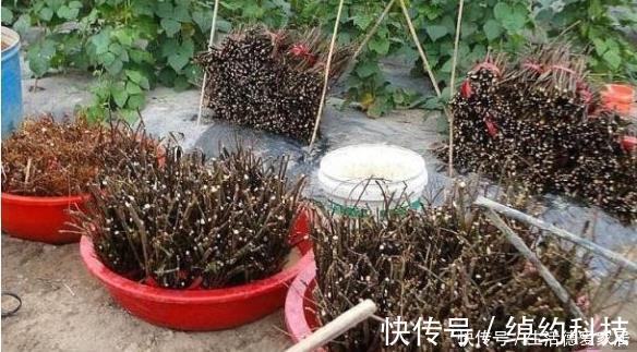 扦插|这些树被称“活化石”，还极好养，1根枝条插土里，浇水就能活
