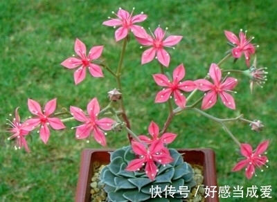 美丽莲|少有人养的冷门多肉,没想到还是个“花仙子”,开花如此惊艳!