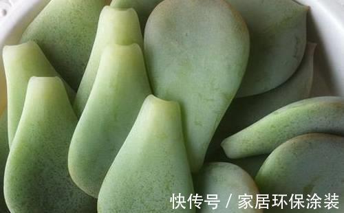 叶插|多肉这样叶插成功率高，分分钟能长根发芽，你清楚嘛