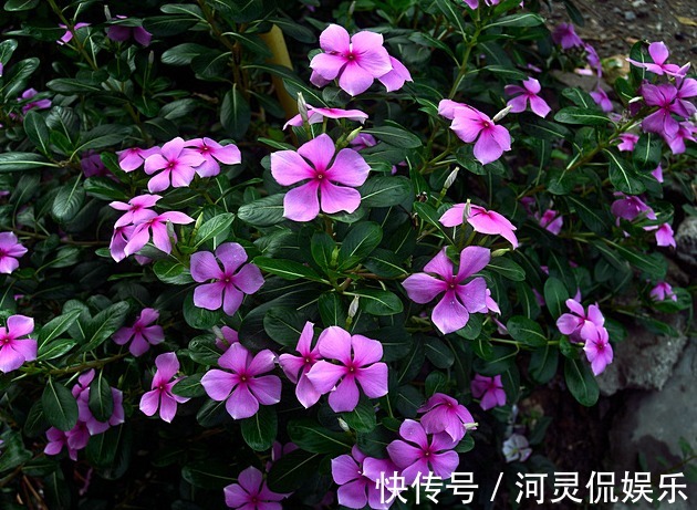 玛格丽特|喜欢养花，不如养盆长春花，开花绚丽多姿不像话，一年开花365天