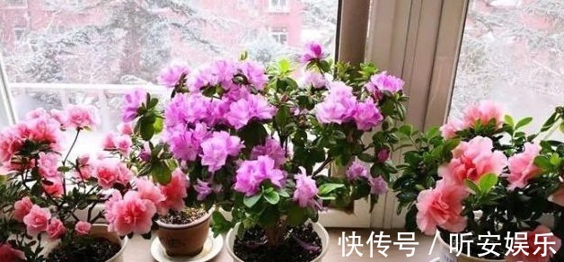 养花“3种”黄金土壤,不黄叶、不烂根,蹭蹭长爆盆,一学就会