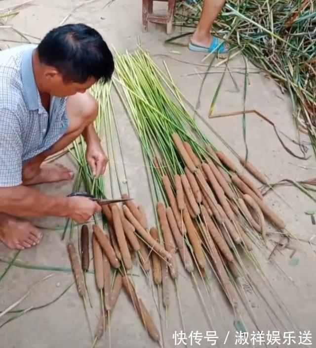火腿肠|路边水沟里,长满火腿肠,比花还好看,赶快采一把,一年吃不完