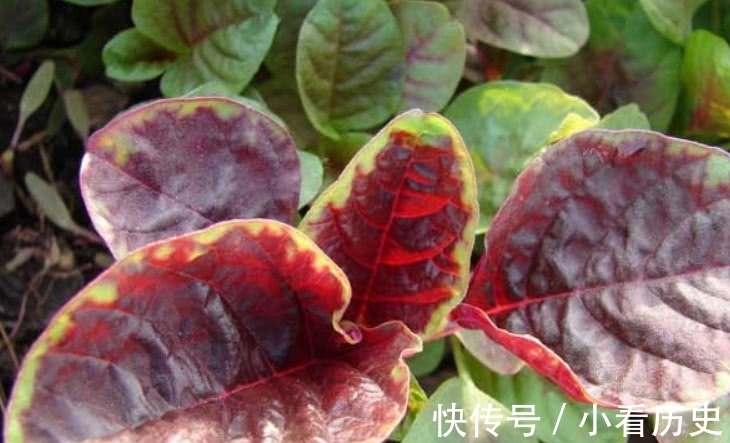 维生素b|这种野菜在家也能种植,吃它比羊肉还滋补,市场1斤还得12元