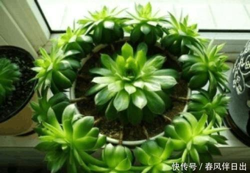 零下几度还长势良好的多肉,肉友们见过吗