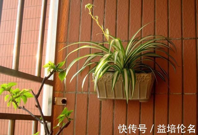 金边吊兰|吊兰放在家中哪个位置摆放在“3个地方”,一天一个样,长爆盆
