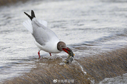 蕴藏量|青海刚察迎来湟鱼洄游季 湟鱼对青海湖有多重要？