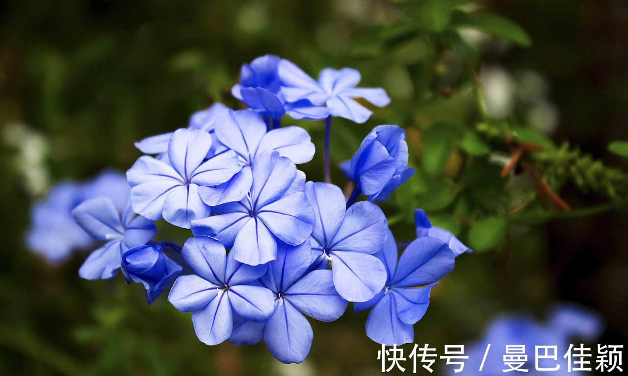 光照|3种“向阳花”喜欢晒太阳，光照不足，劝你不要养！越养越差劲！