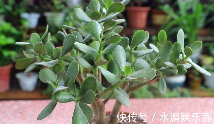 羊粪|玉树的养护“诀窍”,夏季掌握好,蹭蹭长新叶,越养越茂盛