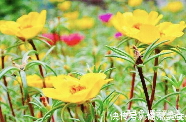 补益心脾|女人想身体好,推荐吃的食物,补益心脾、养血安神,越吃越年轻