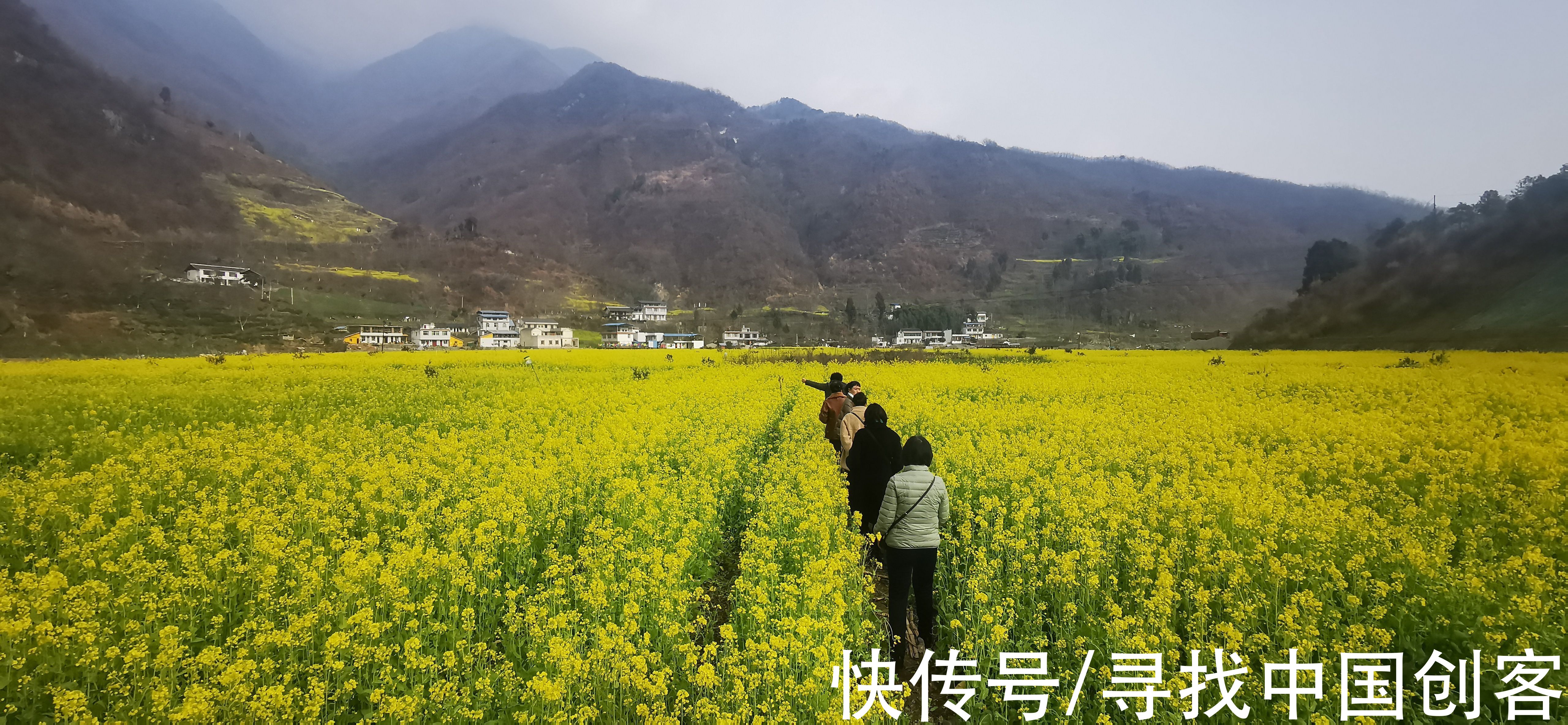 作物|甘肃文县 数万亩油菜花迎春开放