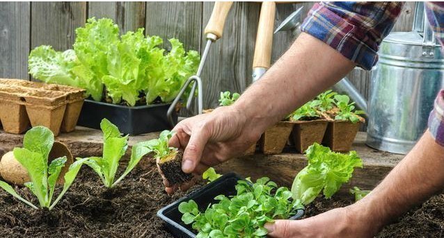 易过期的3种“小东西”,别再顺手扔了,用来养花,比淘米水强