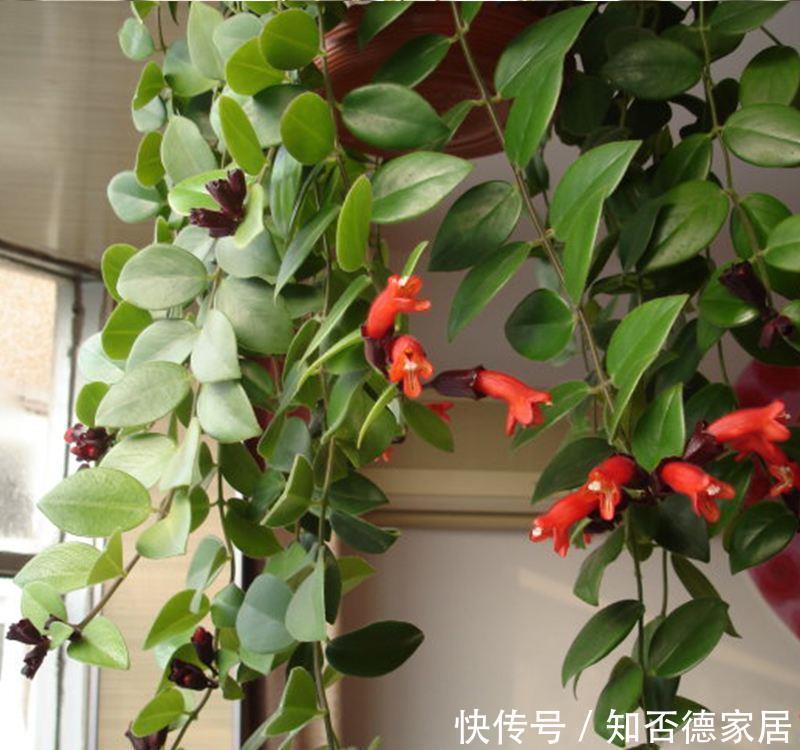 超耐阴的盆栽花,比绿萝还好养,花叶俱美,开花不断,室内也能养