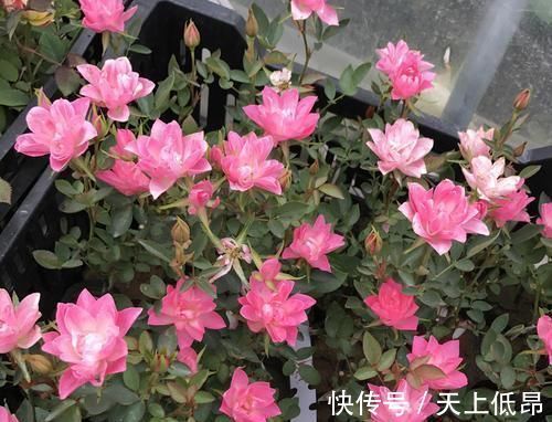 花期|花期超长的5种月季,单朵能开一个月,阳台养一盆,长期有花赏